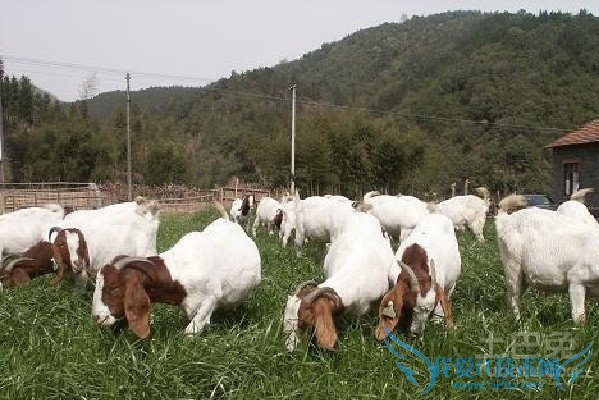 墨西哥玉米草价格