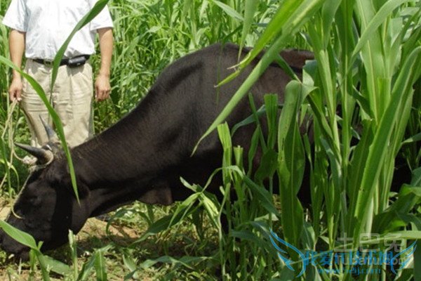 墨西哥玉米草价格