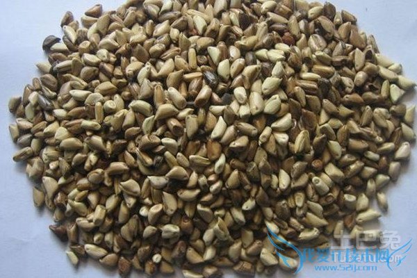 墨西哥玉米草价格