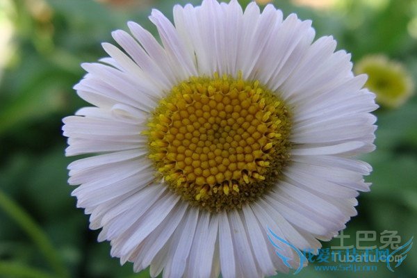 µÆÕµ»¨µÄ¸±×÷ÓÃ