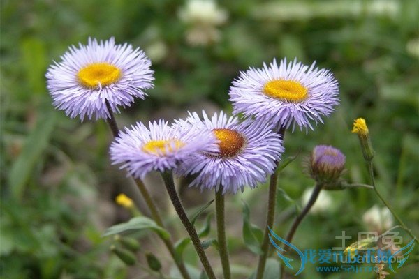 µÆÕµ»¨µÄ¸±×÷ÓÃ