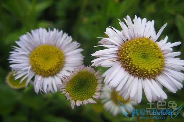 µÆÕµ»¨µÄ¸±×÷ÓÃ