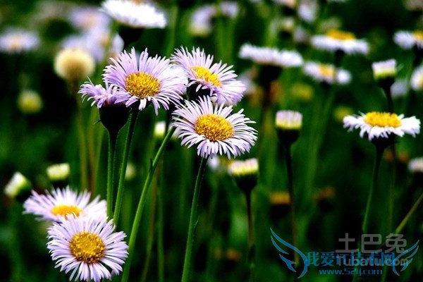 µÆÕµ»¨µÄ¸±×÷ÓÃ