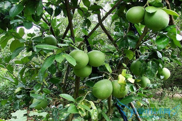 柚子树嫁接 柚子树嫁接