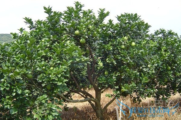 柚子树嫁接 柚子树嫁接