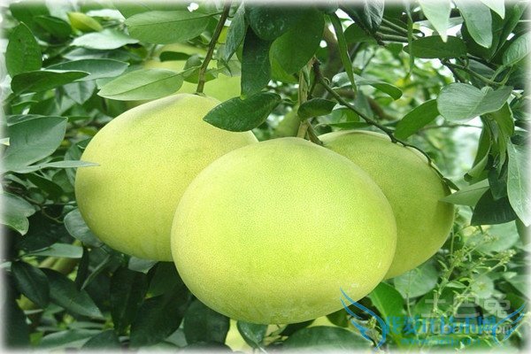 柚子树嫁接 柚子树嫁接