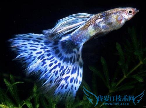 孔雀鱼的繁殖指导手册 饲养孔雀鱼必看!