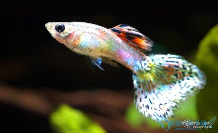 孔雀鱼的繁殖指导手册 饲养孔雀鱼必看!