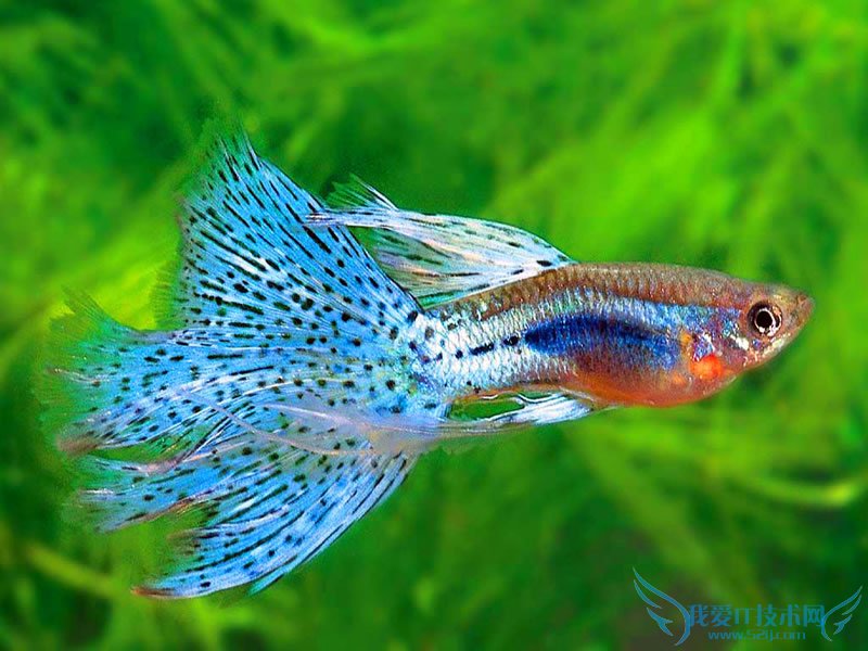 孔雀鱼的繁殖指导手册 饲养孔雀鱼必看!