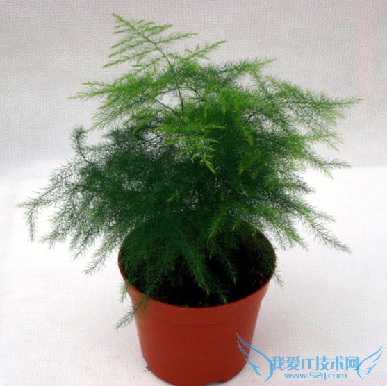 文竹的作用 让你进一步认识文竹