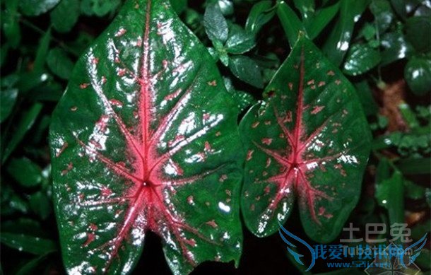 花叶芋栽培 花叶芋栽培