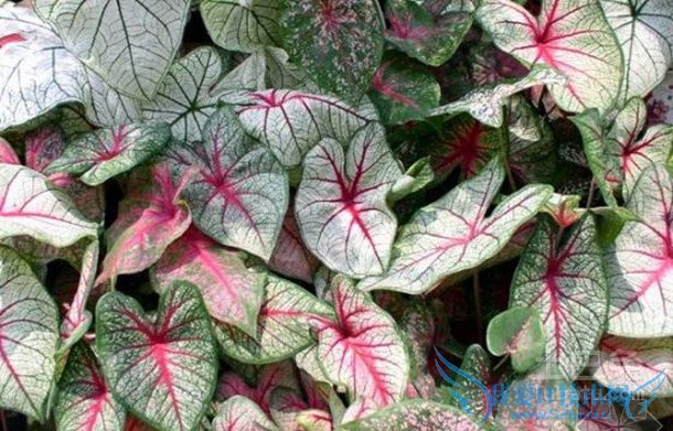 花叶芋栽培 花叶芋栽培