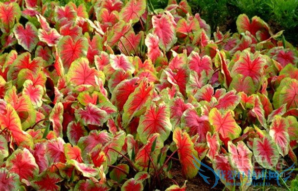 花叶芋栽培 花叶芋栽培