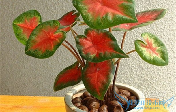 花叶芋栽培 花叶芋栽培