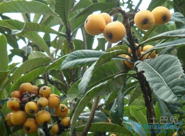 枇杷树图片