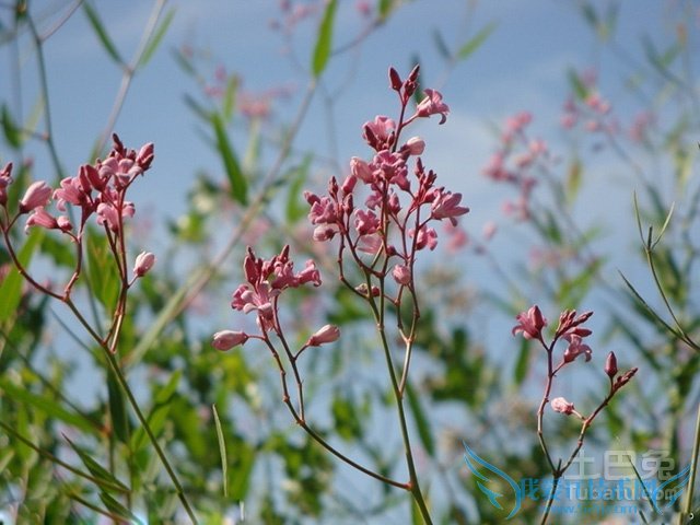 罗布麻的副作用