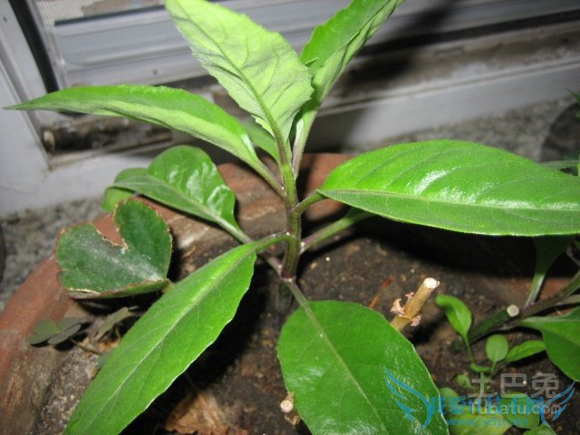 罗布麻的副作用