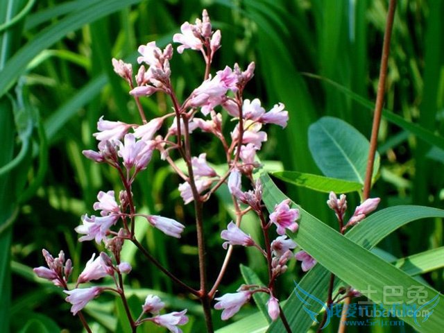 罗布麻的副作用