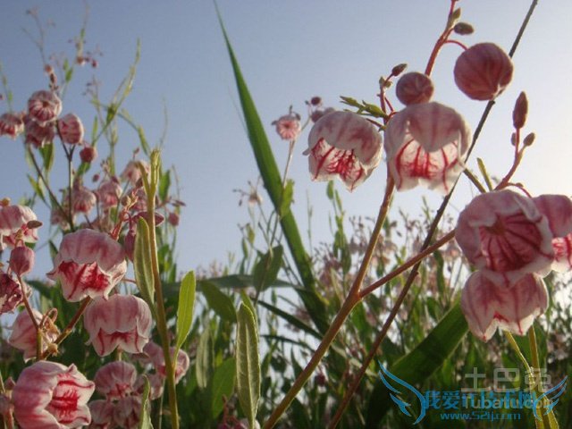 罗布麻的副作用