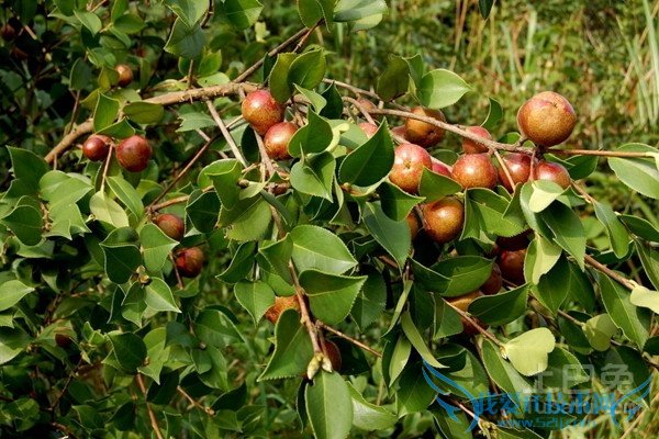 油茶树苗品种 油茶树苗品种