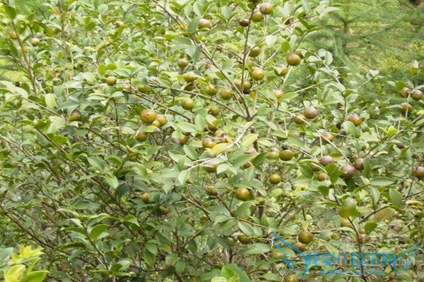 油茶树苗品种 油茶树苗品种