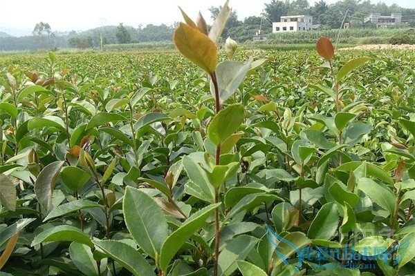 油茶树苗品种 油茶树苗品种