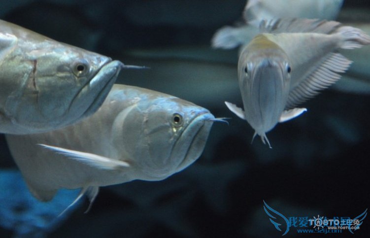 银龙鱼价格及图片 银龙鱼怎么养
