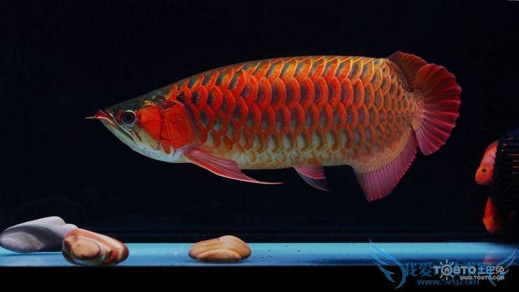 银龙鱼价格及图片 银龙鱼怎么养