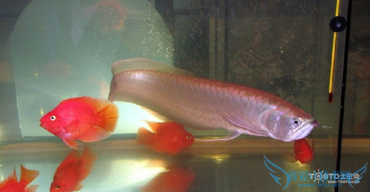 银龙鱼价格及图片 银龙鱼怎么养