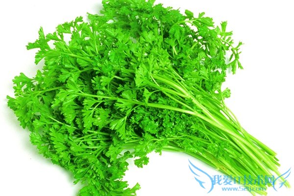 香菜种植