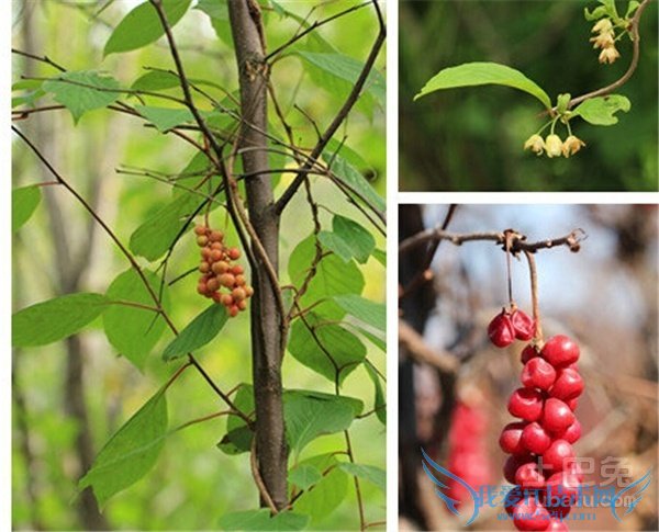 北五味子的功效与作用