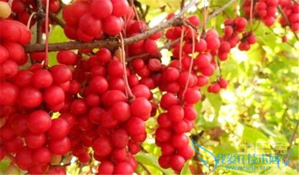 北五味子的功效与作用