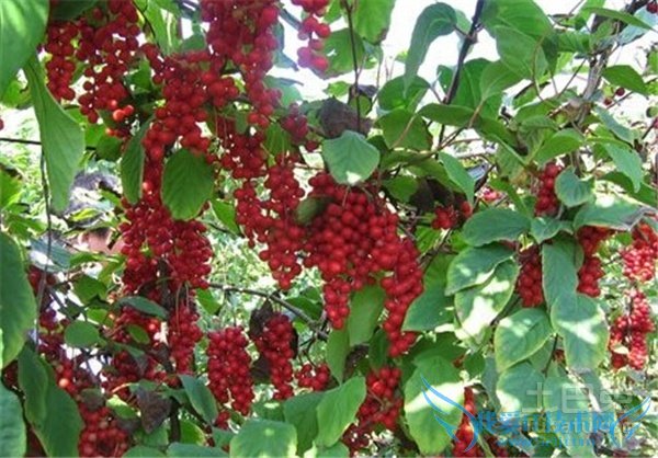 北五味子的功效与作用