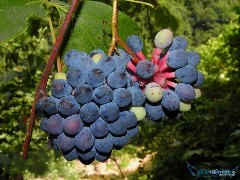 红藤的功效与作用及禁忌