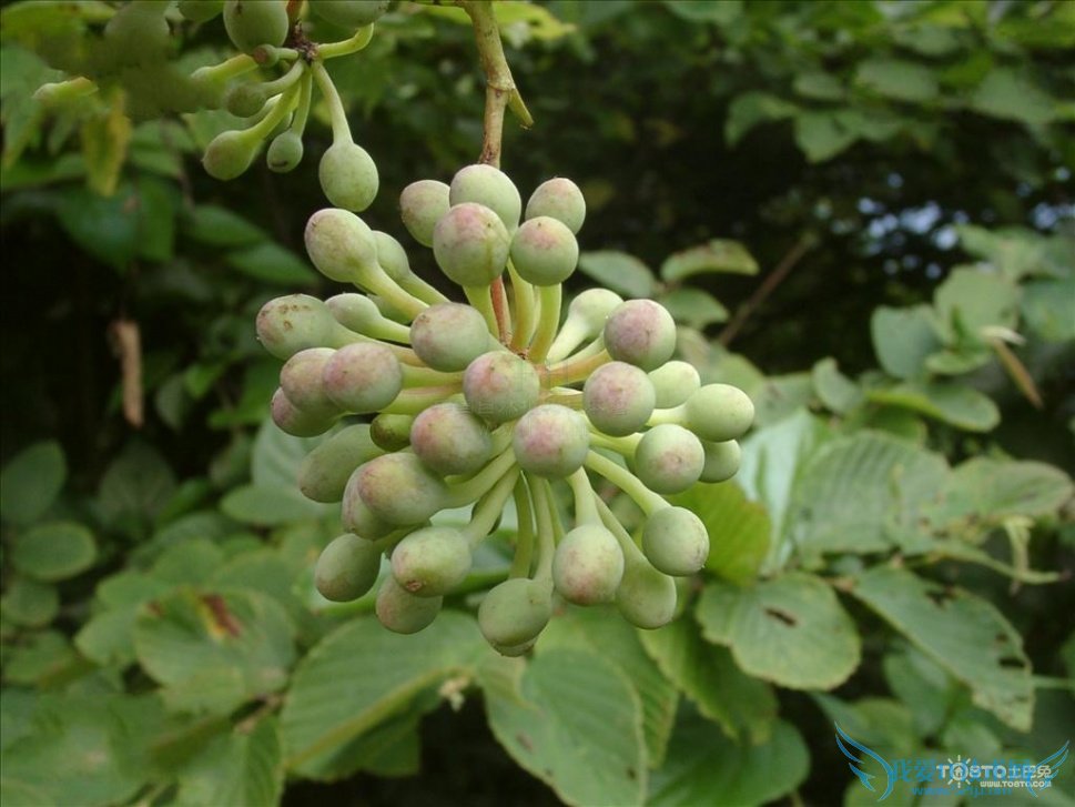 红藤的功效与作用及禁忌