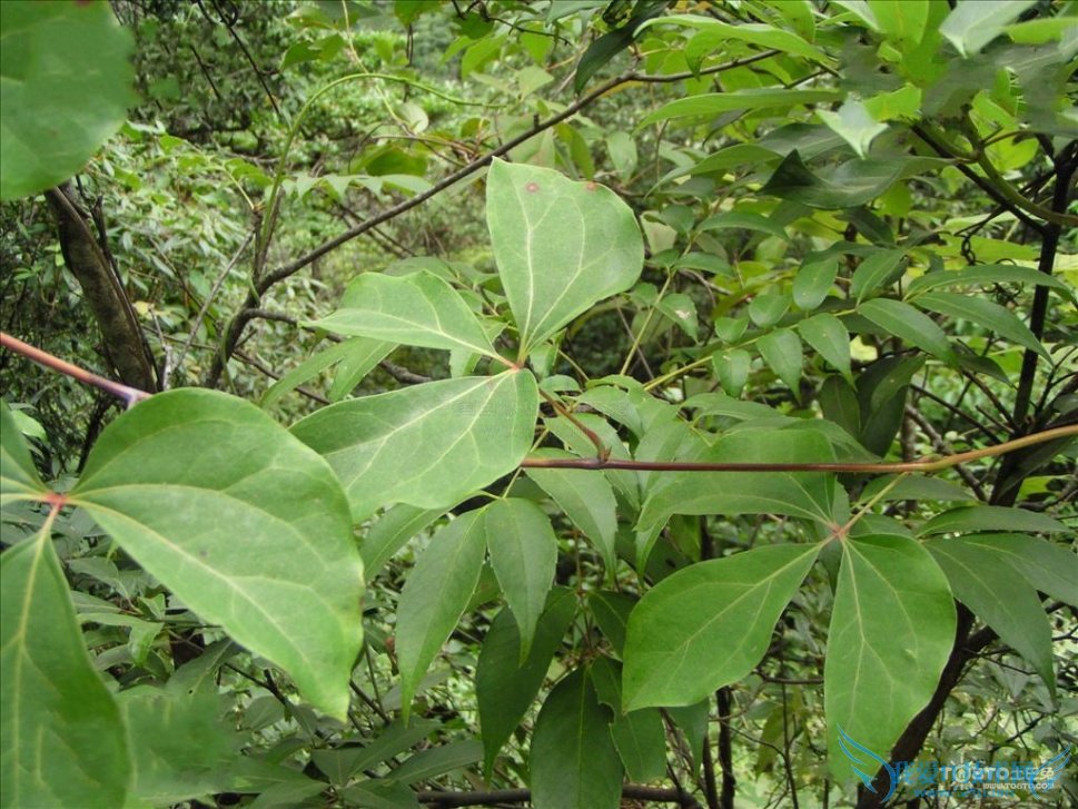 红藤的功效与作用及禁忌