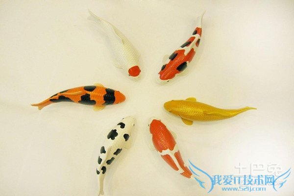 锦鲤鱼苗 锦鲤鱼苗