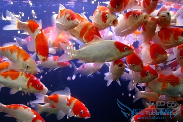 锦鲤鱼苗 锦鲤鱼苗