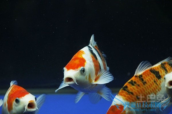 锦鲤鱼苗 锦鲤鱼苗