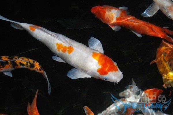 锦鲤鱼苗 锦鲤鱼苗