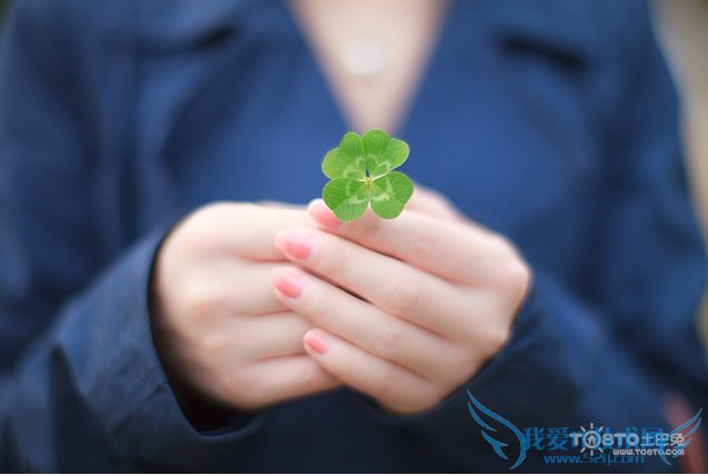 四叶草的含义 四叶草幸运的象征