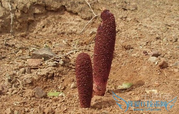 锁阳种植 锁阳种植