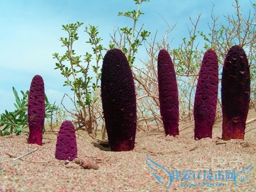 锁阳种植 锁阳种植