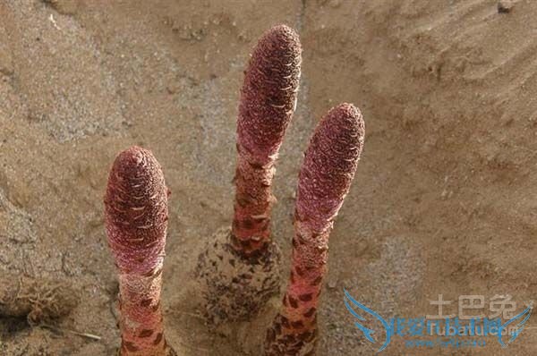 锁阳种植 锁阳种植