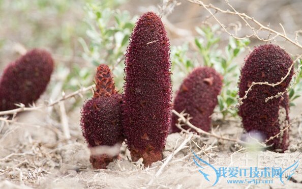 锁阳种植 锁阳种植