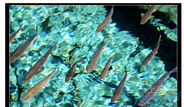 冷水鱼价格 冷水鱼价格