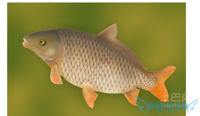 冷水鱼价格 冷水鱼价格