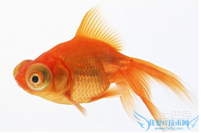 冷水鱼价格 冷水鱼价格