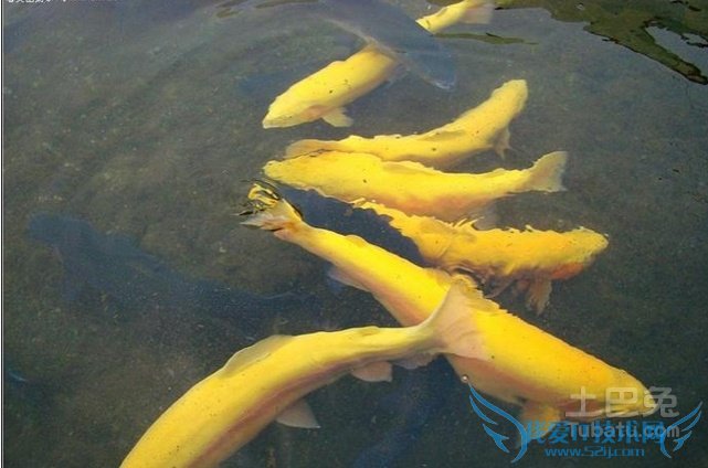 冷水鱼价格 冷水鱼价格