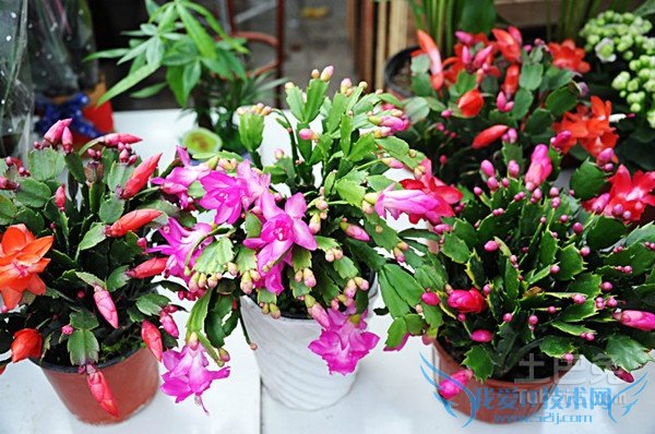 蟹爪兰的养殖方法和注意事项 蟹爪兰的养殖方法和注意事项